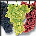 Выбор и хранение винограда